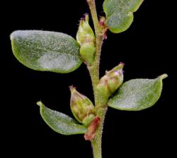 Fuscospora cliffortioides: three female dichasia (a fourth uppermost diachasium has aborted) in leaf axials; each dichasium has two flowers (stigmata reddish), one dimerous and one trimerous.
 Image: K.A. Ford © Landcare Research 2015 CC BY 3.0 NZ